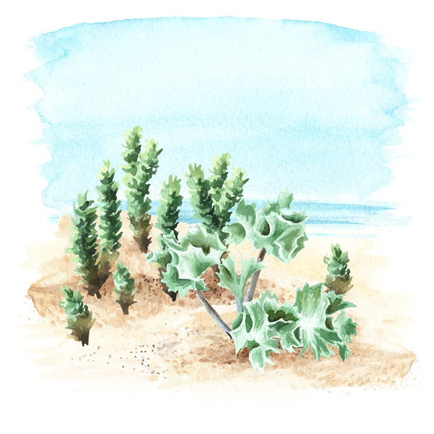 沙滩上的植物以海为背景，以海为空间。手绘水彩插图孤立的白色背景图片下载