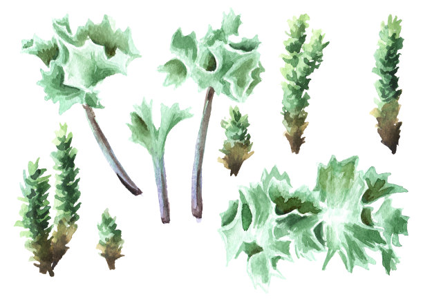 沙滩沙植物组。手绘水彩插图，孤立的白色背景图片下载