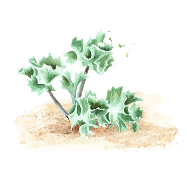沙滩上的植物。手绘水彩插图，孤立的白色背景图片下载