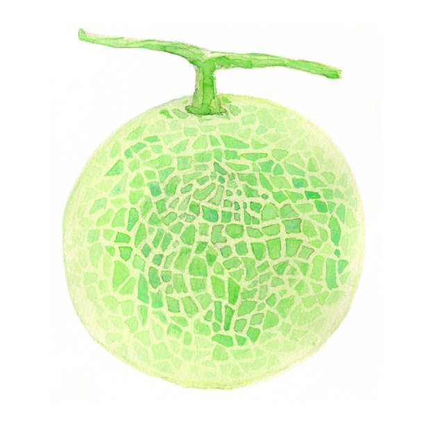 瓜。水彩画在白色的背景图片下载