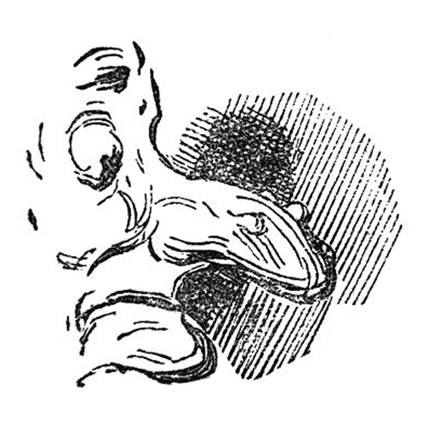 英国讽刺漫画漫画插图-男人的头有一个非常大的丑陋的鼻子图片下载