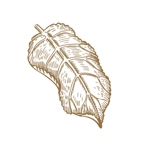 树叶。大丽花。矢量插图。草图图形。图片下载