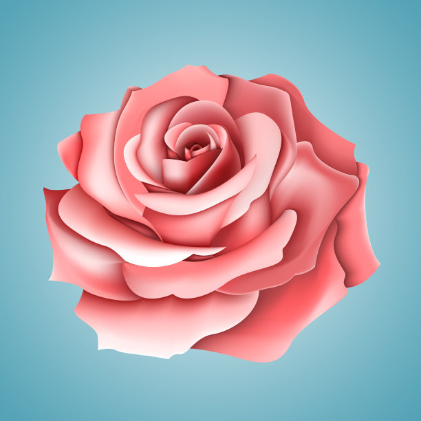 明亮的粉红色玫瑰，孤立在蓝色背景上。图片下载