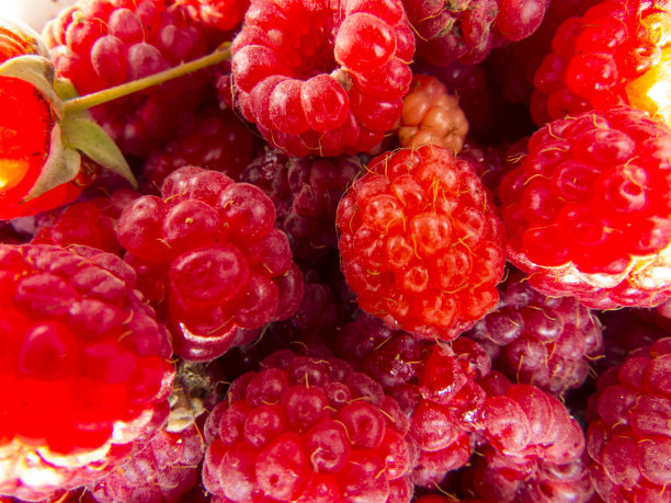 树莓特写俯视图。图片下载