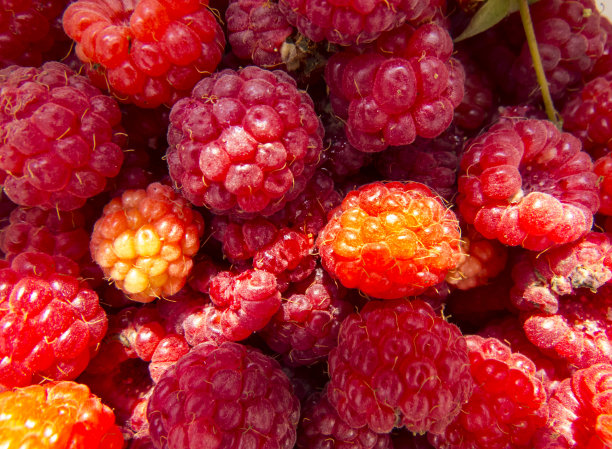 树莓特写俯视图。图片下载