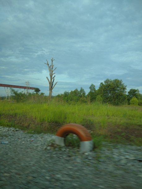 孤独的林地里的夜景图片下载