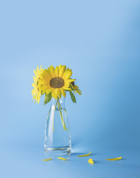 新鲜的向日葵在玻璃花瓶在浅蓝色的背景。现场深度浅，拷贝空间。图片下载