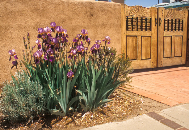 新墨西哥州开花的鸢尾-0071图片下载