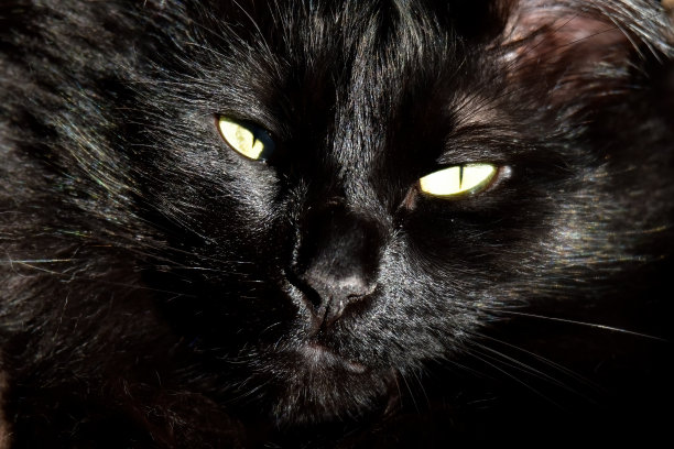 毛茸茸的黑猫脸图片下载