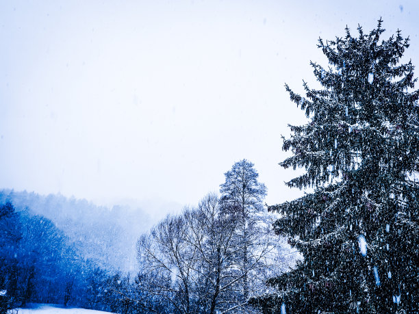 冬天的雪景，冬天用树木构成，大自然的照片图片下载