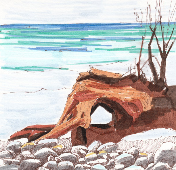 用棕色的树枝勾勒出海岸边的一棵树和树枝，毡尖笔，笔。图片下载