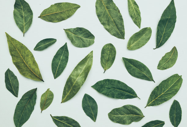 白色背景上的干燥月桂树叶。芳香香草和香料图片下载