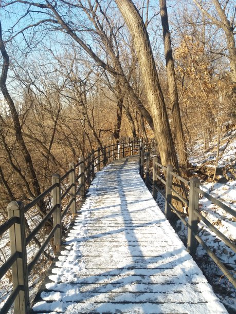 雪后，清朗的冬日森林。图片下载