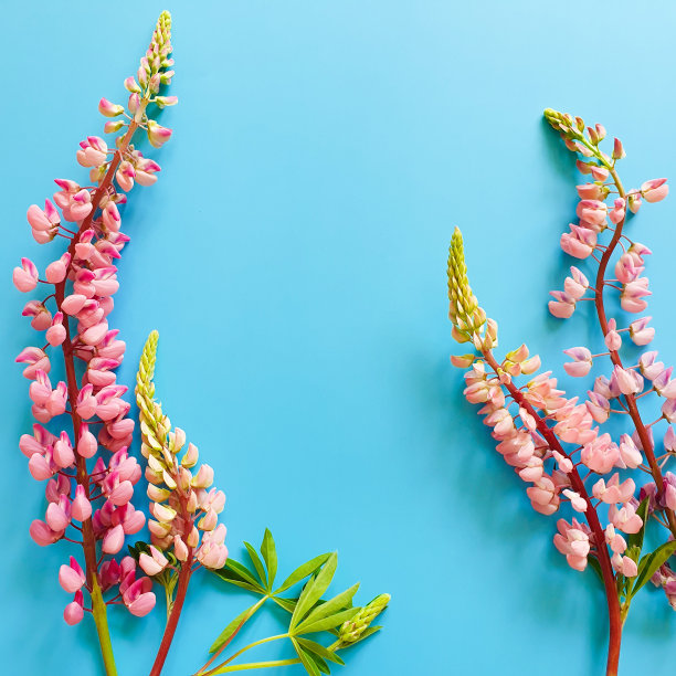 蓝色背景上的紫色和粉红色羽扇豆。文本或产品的空间。花平躺，俯视图。图片下载