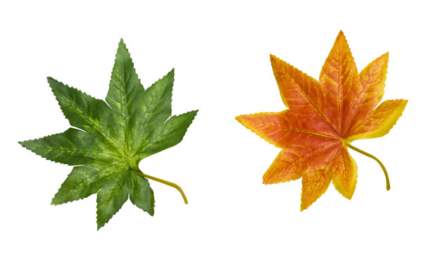 秋叶孤立在白色的背景上图片下载