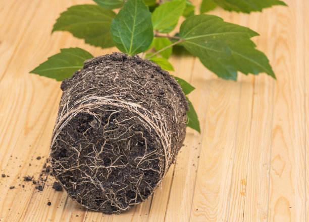 在重新盆栽的过程中，木槿的根闭合图片下载