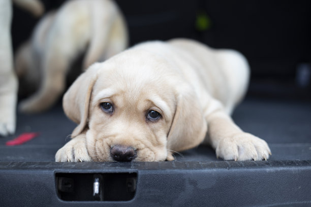 后备箱里的小狗图片下载