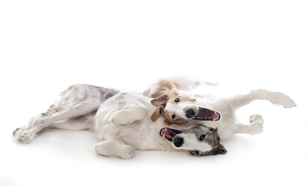 年轻的猎狼图片下载