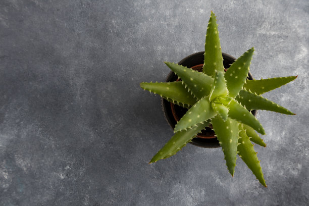 芦荟在灰色背景与文字空间。肉质植物生长。图片下载
