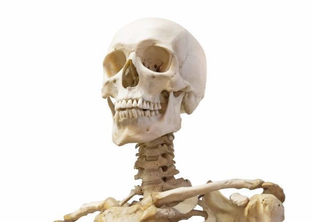 人类骨骼头骨颈部，脊柱和肩膀孤立在白色背景上。图片下载