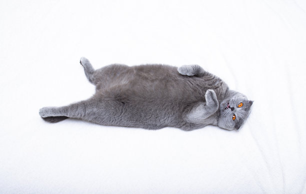 一只巨大的苏格兰折耳猫仰面躺着，抬起爪子，露出舌头图片下载