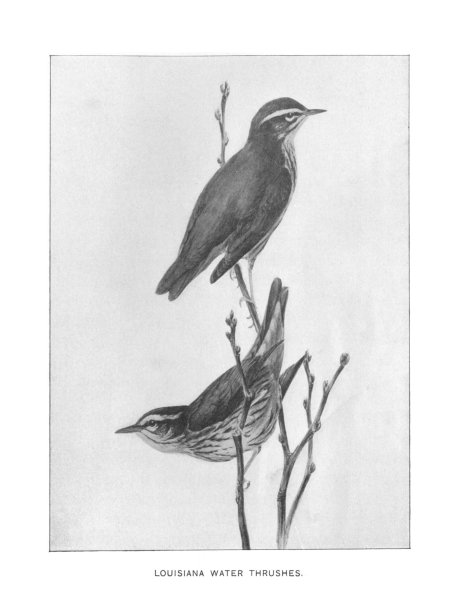 古董雕刻插图，一对水画眉图片下载