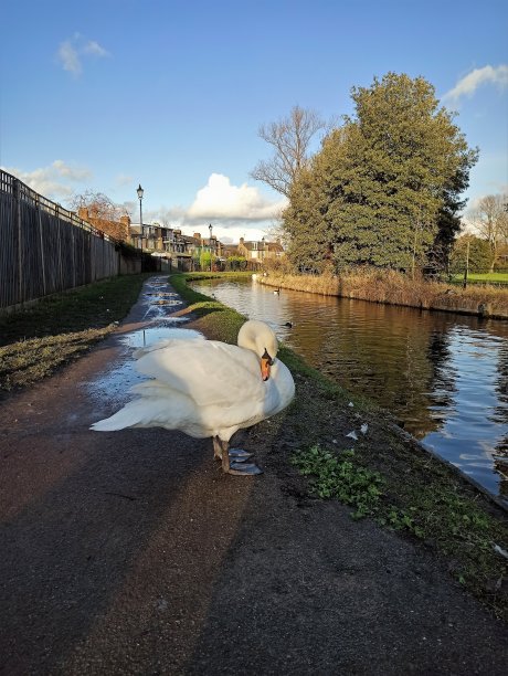 天鹅。图片下载