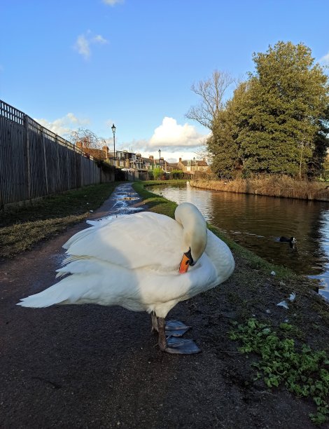 天鹅。图片下载