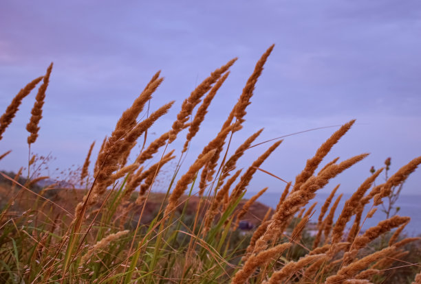 日落时的干草图片下载