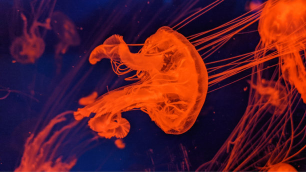 壮观的水母在水中穿梭，霓虹闪烁图片下载