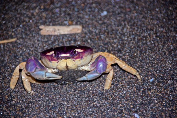 危地马拉，夜晚海滩上的螃蟹图片下载