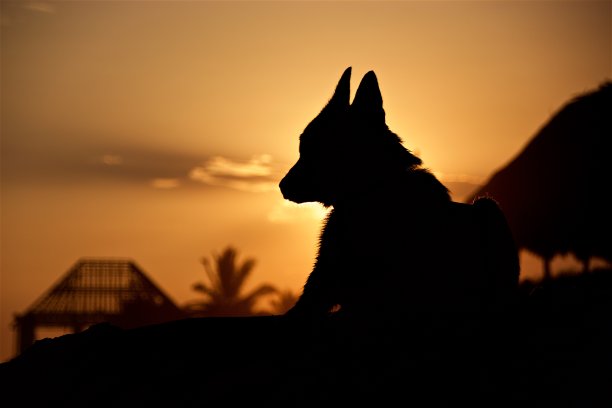 危地马拉太平洋落日中的狗的剪影图片下载