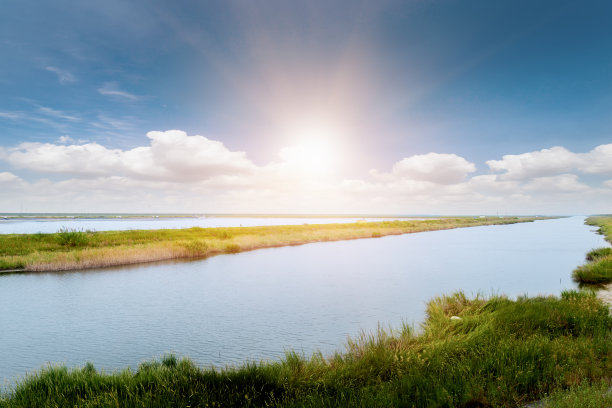 在春天晴朗的天空下，公园、草地和茂密的树林图片下载