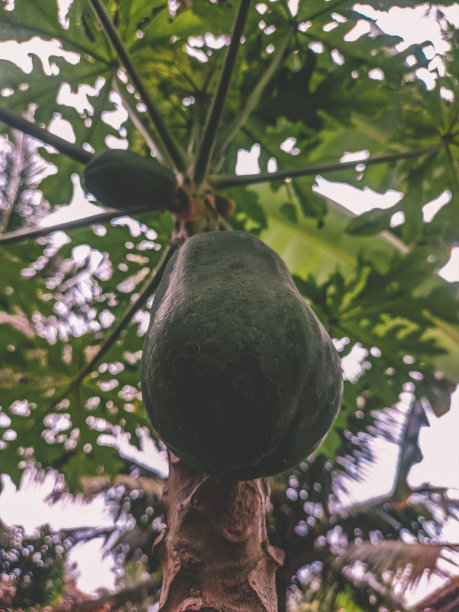 树上有木瓜果实。图片下载