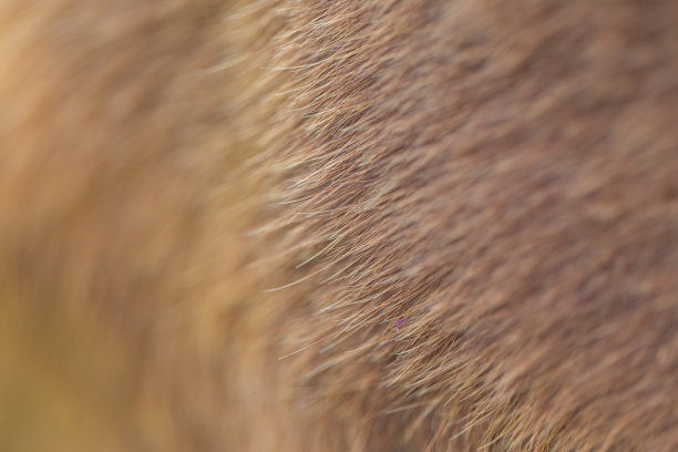 狗的皮毛质地图片下载