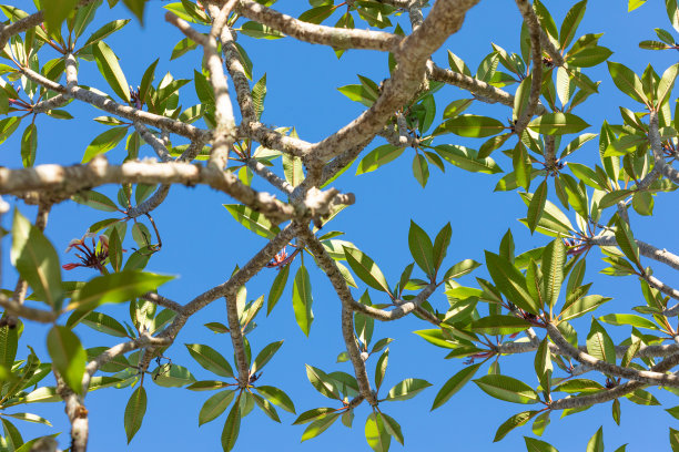 鸡蛋花树枝的图案图片下载