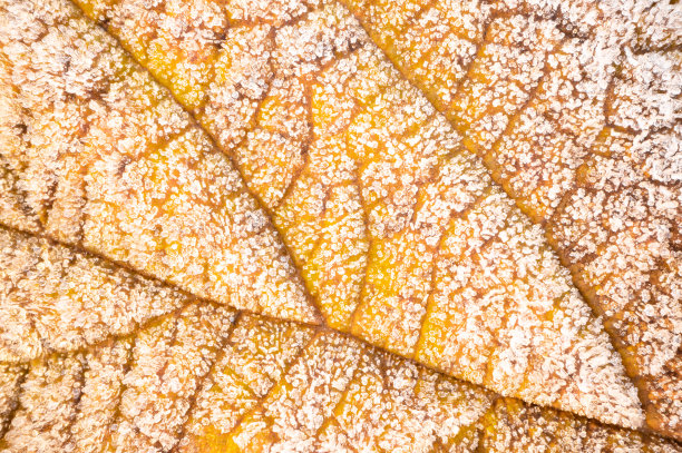 微距图像的霜黄色叶子。图片下载