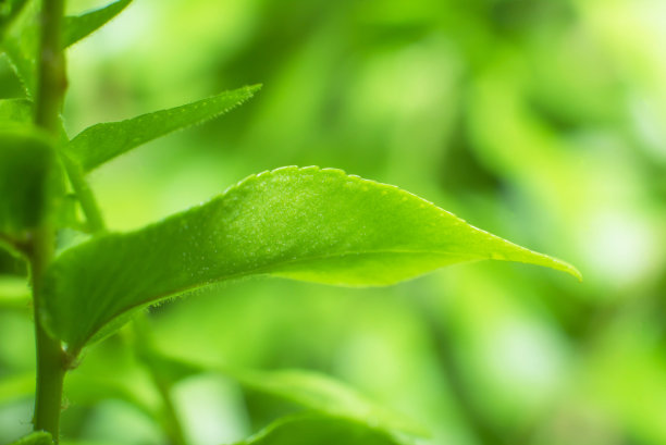 关注树叶，宏观图片下载