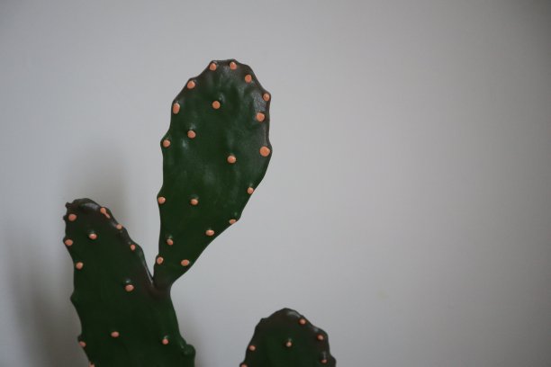 植物装饰图片下载