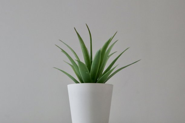 植物装饰图片下载