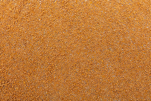 芥菜籽图片下载