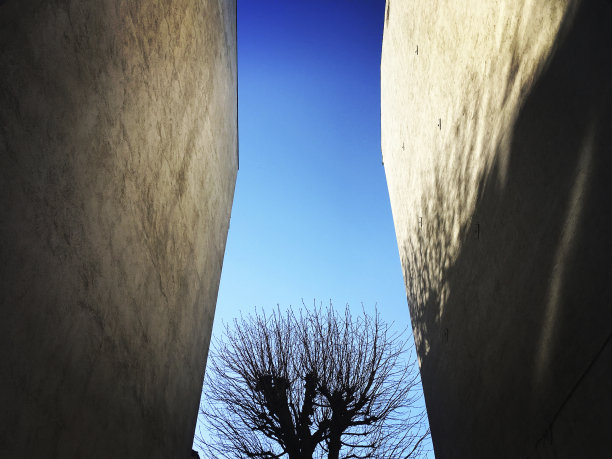 后院树的剪影图片下载