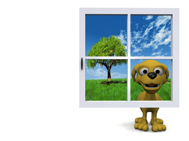 蓝色窗户后面的狗”图片下载