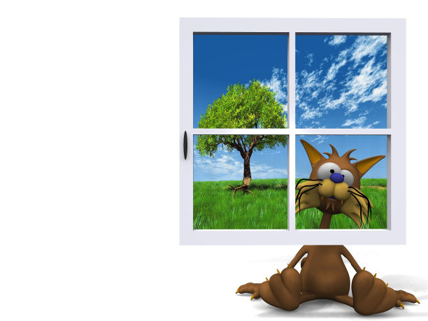 蓝色窗户后面的猫图片下载