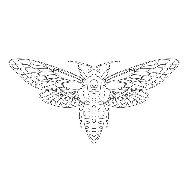 蝶鹰蛾死头，斑纹从黑色轮廓曲线上划出白色背景。矢量插图。图片下载