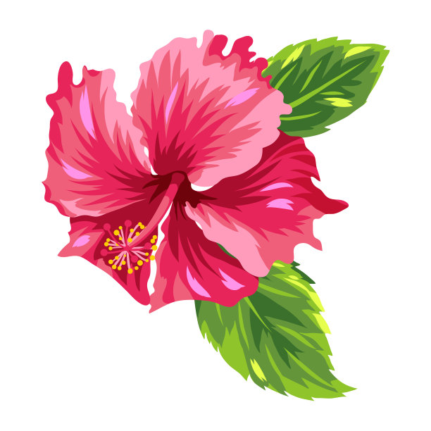 热带芙蓉花插图。图片下载