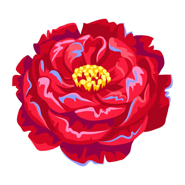 盛开的牡丹花。图片下载