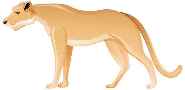 母狮站在白色的背景上图片下载