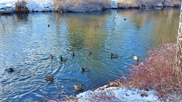 饲养野鸭，在冬天田园牧歌图片下载
