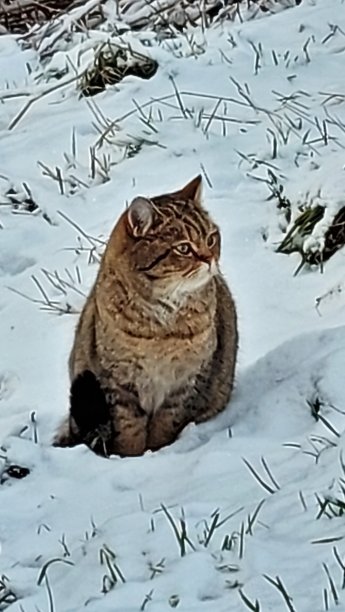 雪中的猫图片下载